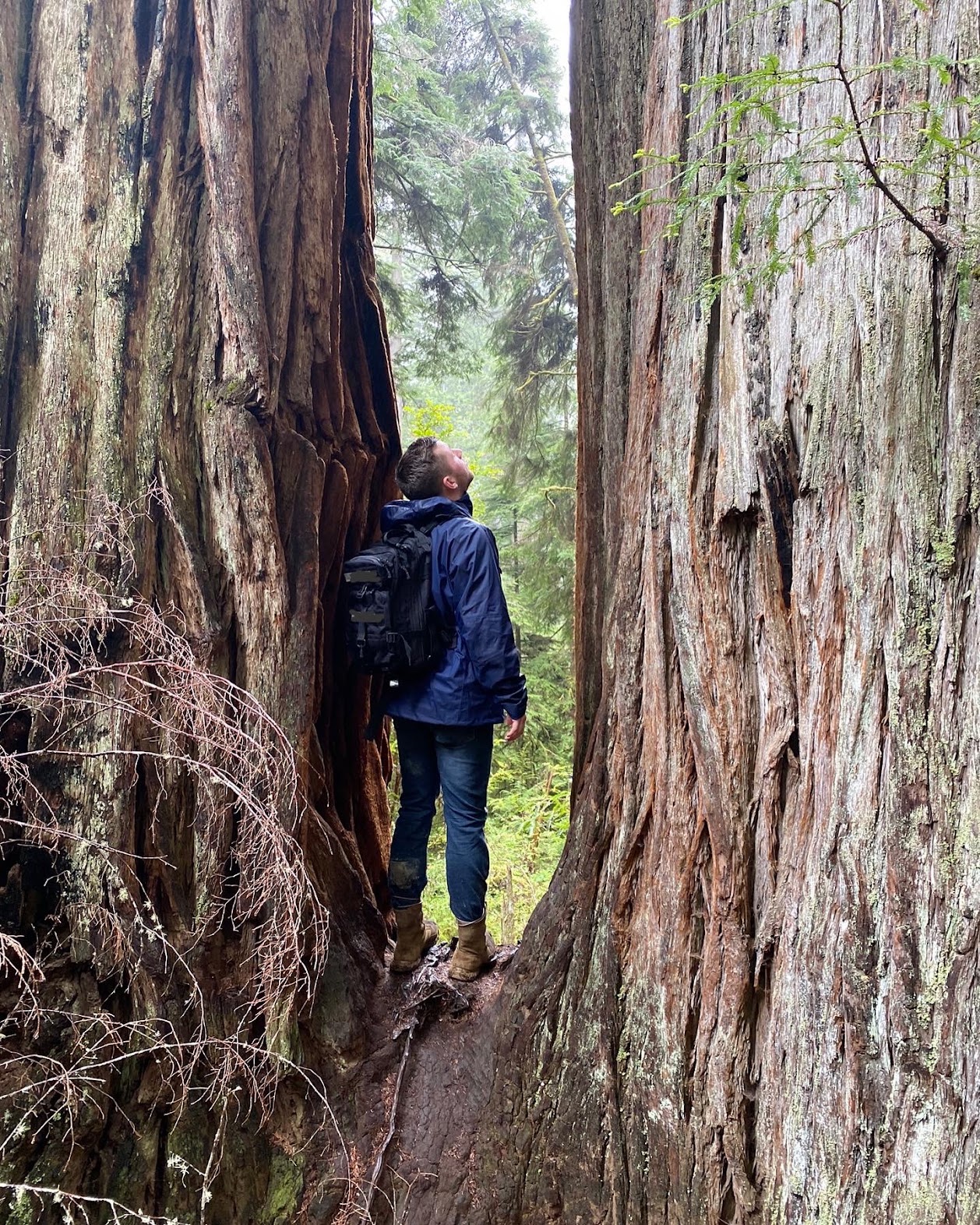 Redwoods National Park